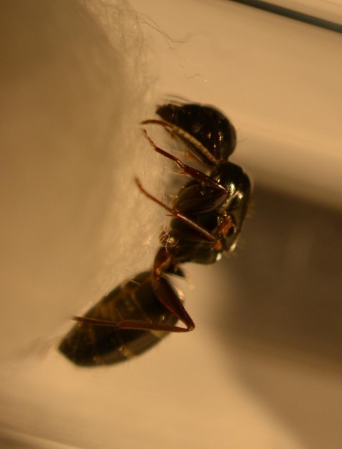 Regina Camponotus 3.jpg