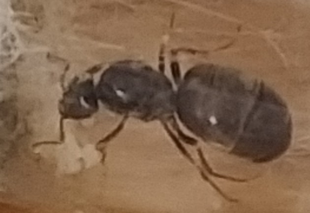 lasius 1.jpg