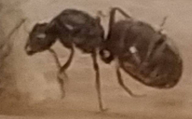 lasius 2.jpg