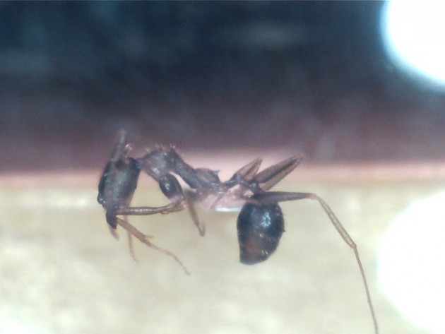 Aphaenogaster ovaticeps 1.jpg