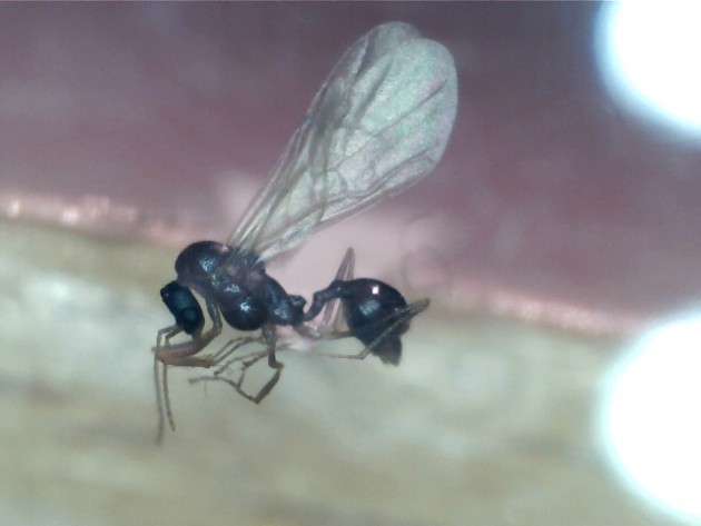 Aphaenogaster ovaticeps male.jpg