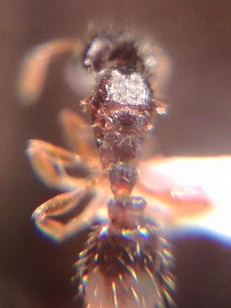 Strongylognathus testaceus 3.jpg