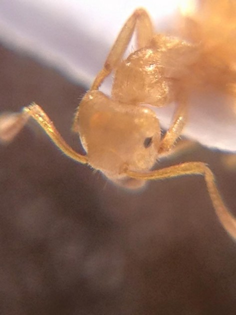 Lasius meridionalis bis.jpg