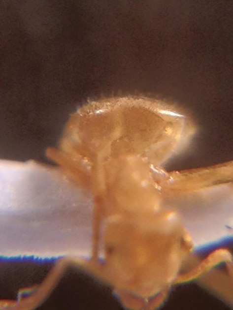 Lasius meridionalis bis 2.jpg