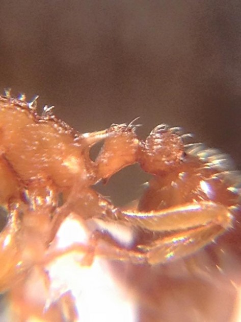 Myrmica Mei 5.jpg