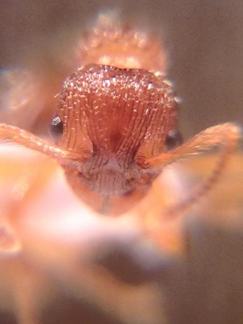 Myrmica Mei 6.jpg