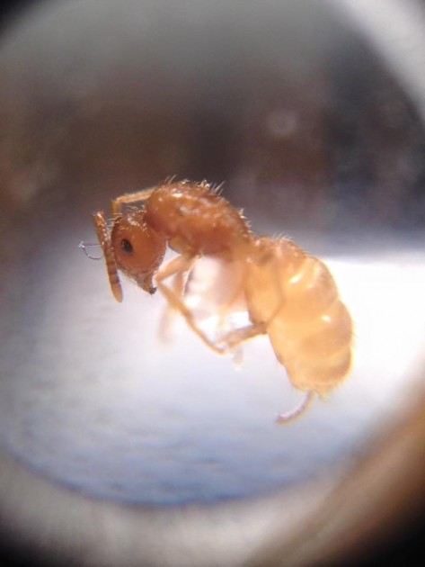 Lasius carniolicus 6.jpg