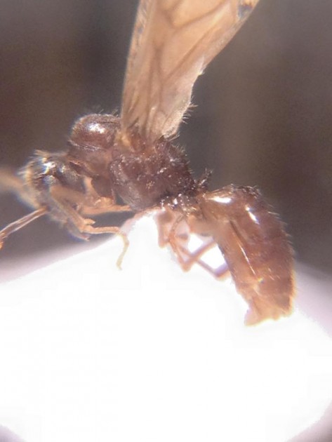 Lasius carniolicus 9.jpg