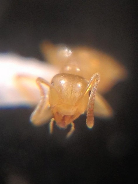 Lasius distinguendus 2.jpg