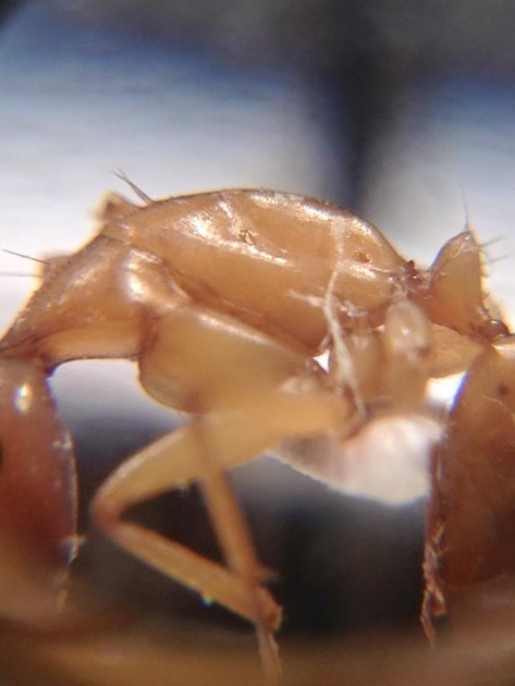 Camponotus sanctus 1.jpg