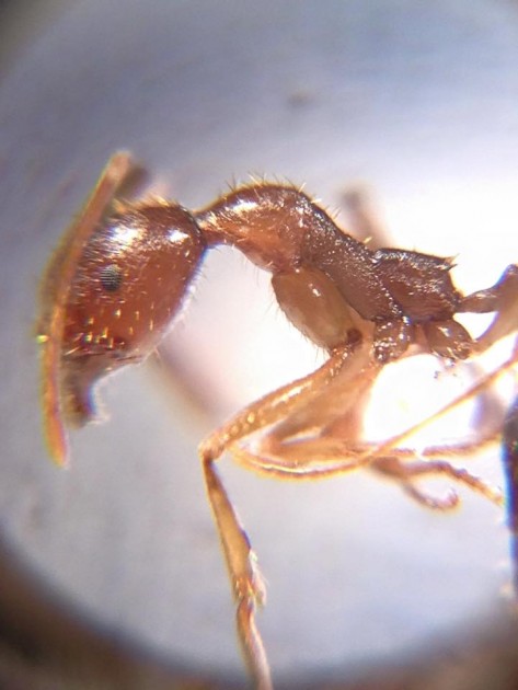 Aphaenogaster muelleriana.jpg