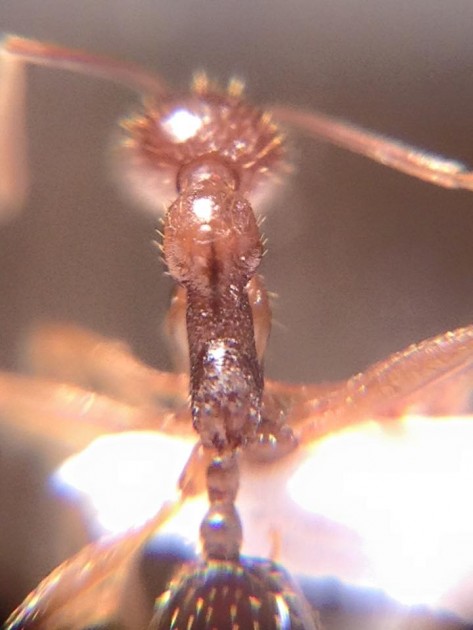 Aphaenogaster muelleriana 4.jpg