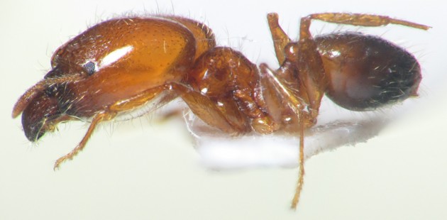 Pheidole pallidula major.jpg