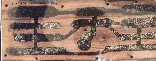 Primo formicaio in legno di quercia (anno 2017)