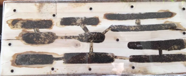 Secondo formicaio in legno di pioppo (anno 2017)