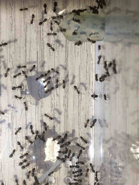 Le operaie mentre bevono acqua zuccherata