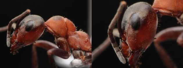 F. rufa