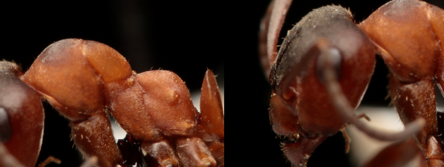 F. aquilonia