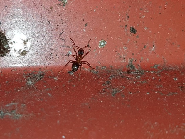 Una Lasius emarginatus di passaggio...