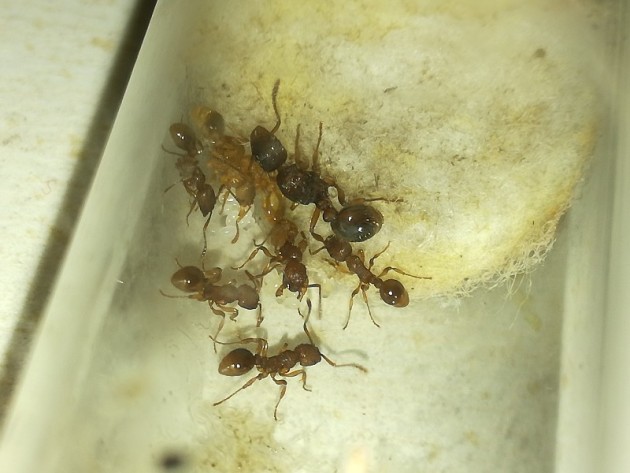 In foto si vedono tutte le operaie le meno pigmentate sono l'operaia adottata e quella appena sfarfallata. Continuano le deposizioni da parte della regina