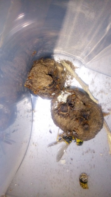 Galla esplosa il 28/1/2018 visibile l ammasso della covata
