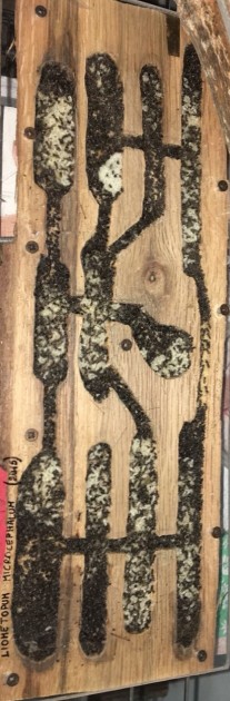 Nido di quercia