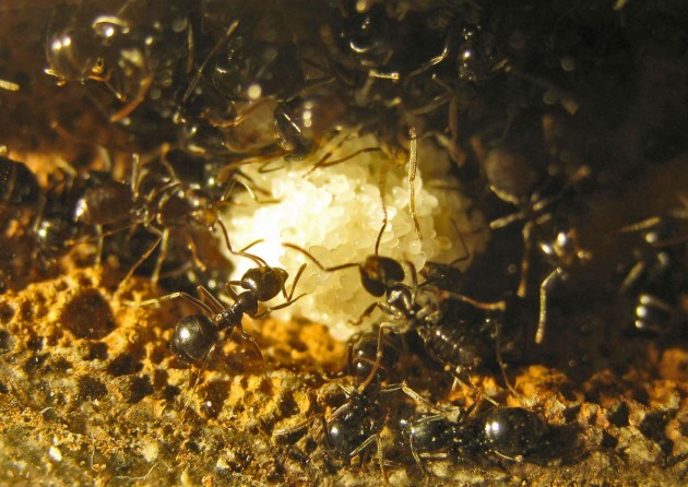 La "palla” delle uova, continuamente leccate dalle operaie nutrici