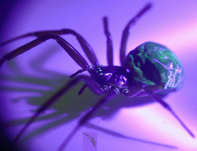 a quanto pare Steatoda è fluorescente, cosa che ho scoperto per caso illuminando il campione con una torcia Uv