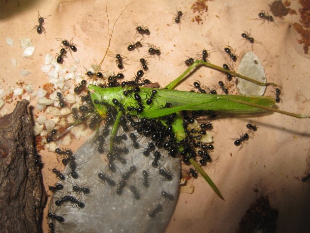 Chi dice che mangiano solo melata e insettini morbidi?
