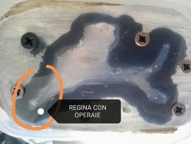 La stanza superiore del formicaio: avrebbe dovuto essere divisa in cunicoli e 3 camere ma la poca esperienza in fatto di lavorazione del legno ha portato alla realizzazione di una stanza unica. Ho cerchiato la zona in cui la regina si è stabilita: i puntini marroncini che si vedono sul nero sono i pezzetti di legno di cui ho parlato