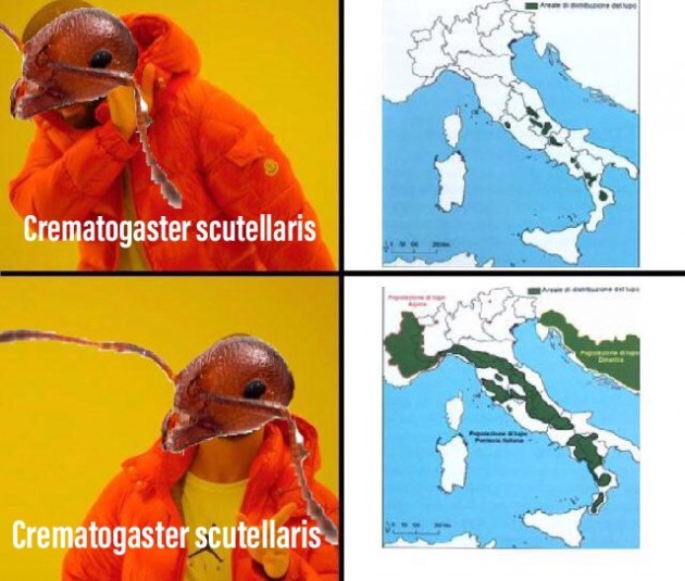 Sono dappertutto!!