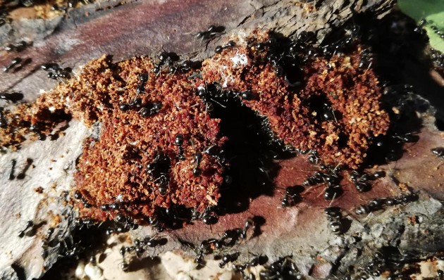 La “struttura” di legno accumulato all'esterno. Fino all'autunno scorso, le formiche avevano sparso senza organizzazione gli avanzi degli scavi; ora sembra stiano procedendo in modo diverso. Vedremo se questa tecnica porterà qualche altra sorpresa.