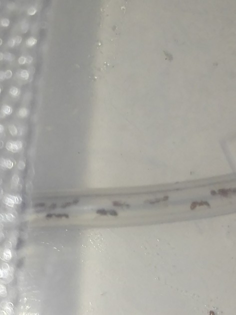 la regina è la formica più grande che si vede, anche se in modo poco definito