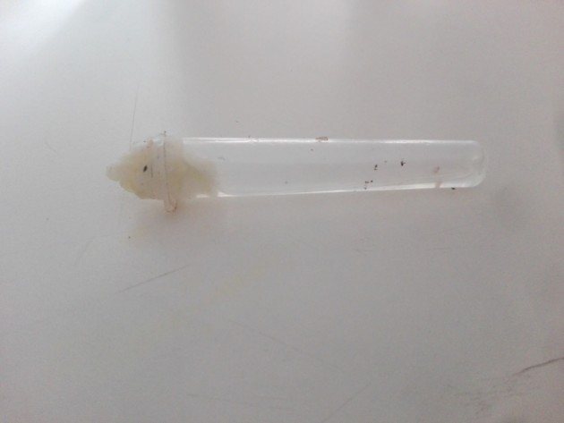 nel tubetto di plastica inserisco l' acqua e poi tappo tutto con del cotone dal quale le formiche possono bere