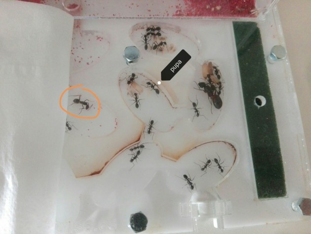 In questa foto si può osservare il nido nel suo complesso: la formica cerchiata in arancione è l' ultima nata e deve ancora completare la pigmentazione, ma si muove autonomamente.<br />Quella con scritto "pupa" è una operaia sviluppata che sta badando alla pupa sbozzolata ma non ancora sviluppata. Accanto alla regina si possono vedere gli altri 3 bozzoli pronti alla schiusa.