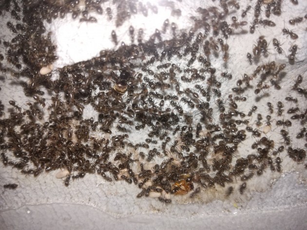 La regina è viva ed appare in forma smagliante