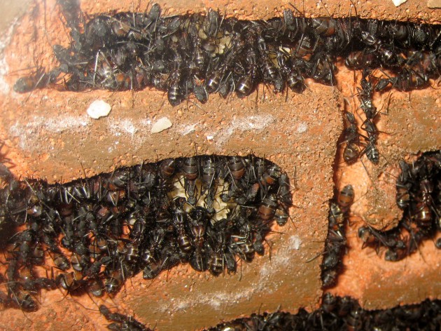 Stanze sovraffollate, ma nella calca si possono intravvedere alcuni gruppi di larve al primo stadio, quello che i Camponotus maggiori preferiscono per far svernare la covata.