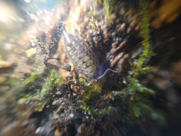 Armadillidium pictum?