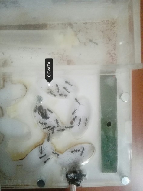 Situazione attuale in diapausa: un sola formica è fuori in arena e tutti i bozzoli si sono sviluppati, restano soltanto una decina di larve