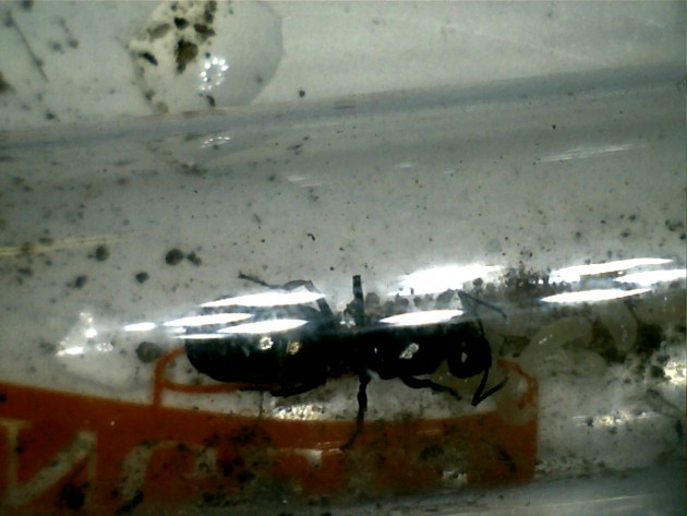 Regina con brutto riflesso luce microscopio.