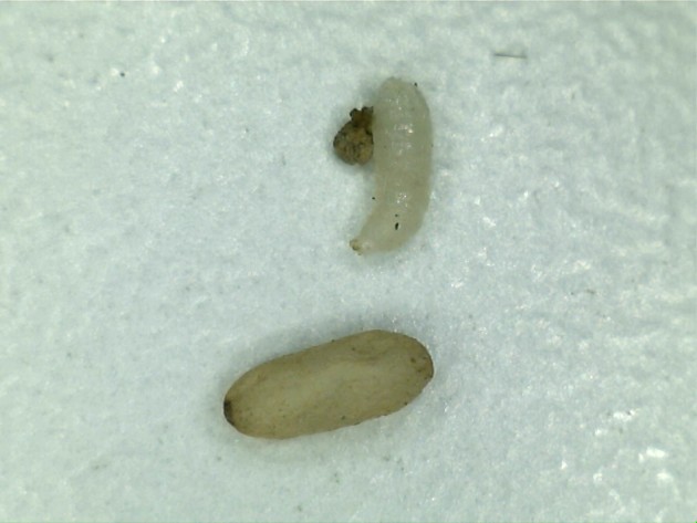 le rifutate.. Mi sono accorto dopo la foto del pezzo scuro comunque non attaccato alla larva, ma spinto dal pezzo di carta che ho usato per spostarla sul tavolo.