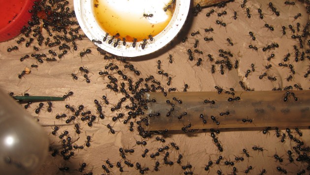 E' tutto un gran richiamare gente al lavoro nel nuovo territorio appena scoperto... nel vecchio nido c'è fermento, e si sposta la covata, ma nessuna formica ha ancora pensato di portare larve o bozzoli nella terra promessa.