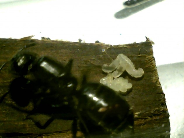 larvette piu' uova