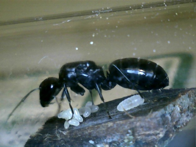 Eccola.. mi sembra manchi una larva.