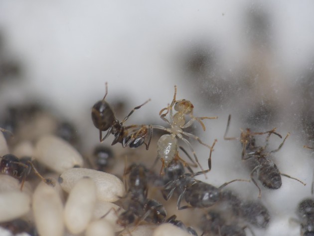 Dettaglio operaia neosfarfallata