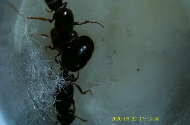 Quello che si può vedere è un contatto occasionale, una delle due cercava di scappare.