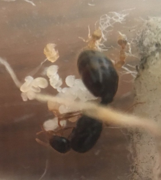 La regina questa mattina con le sue minuscole operaie