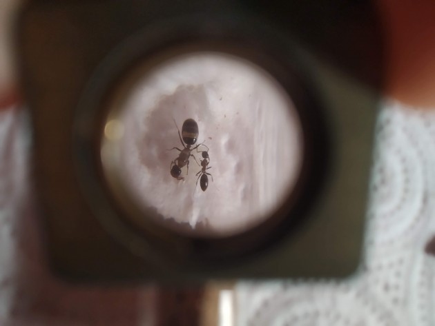 nanitica Beta