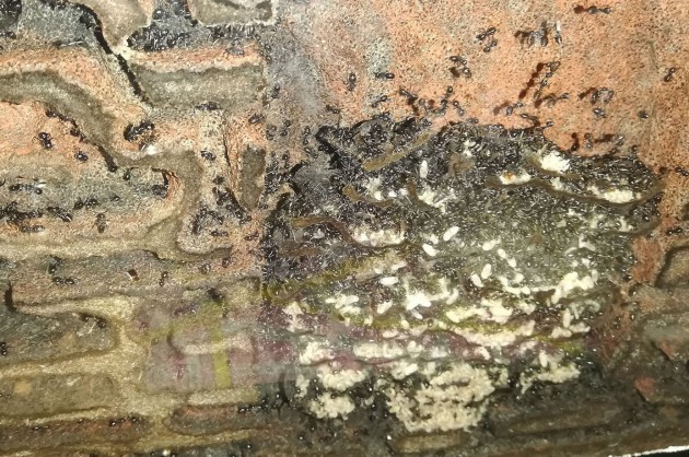 Il vecchio nido con il nucleo in cartone sta per essere restaurato e ricostruito.