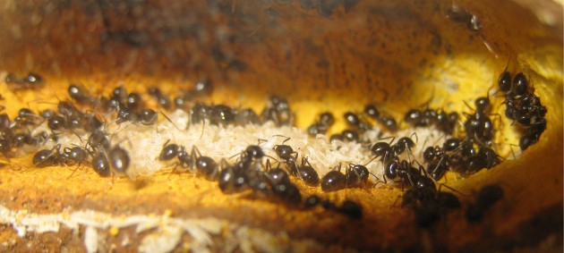Un altra stanza di larvate più grandi. E' sempre impressionante come queste formiche tengano divisi gli stadi di crescita della covata, che non viene mai abbandonata a sé stessa.